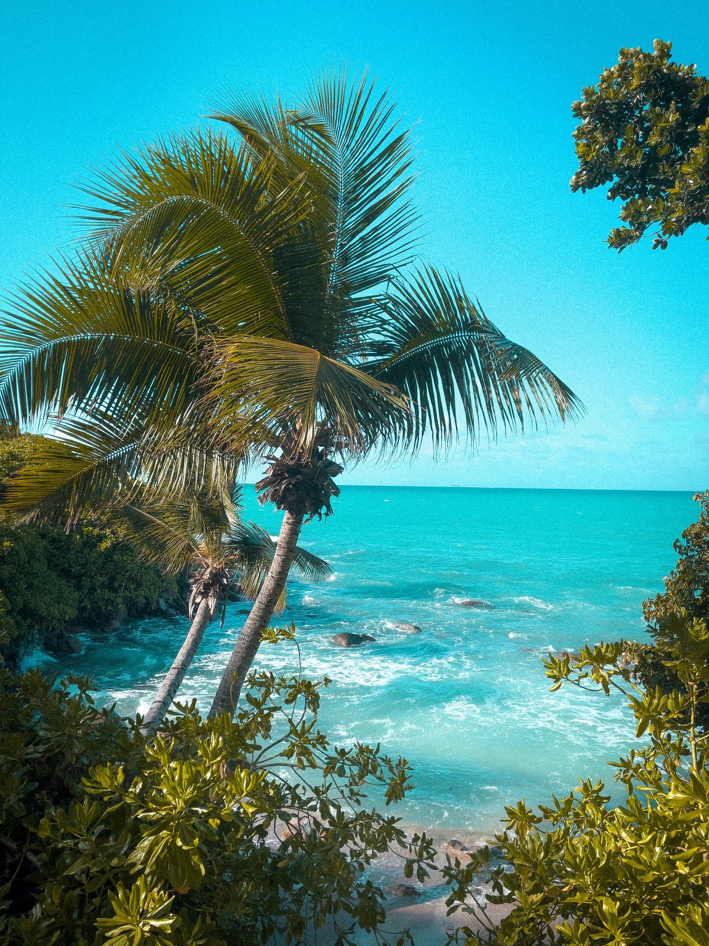 Tropical palm canopy and turquoise ocean — Phase Two island interior setting