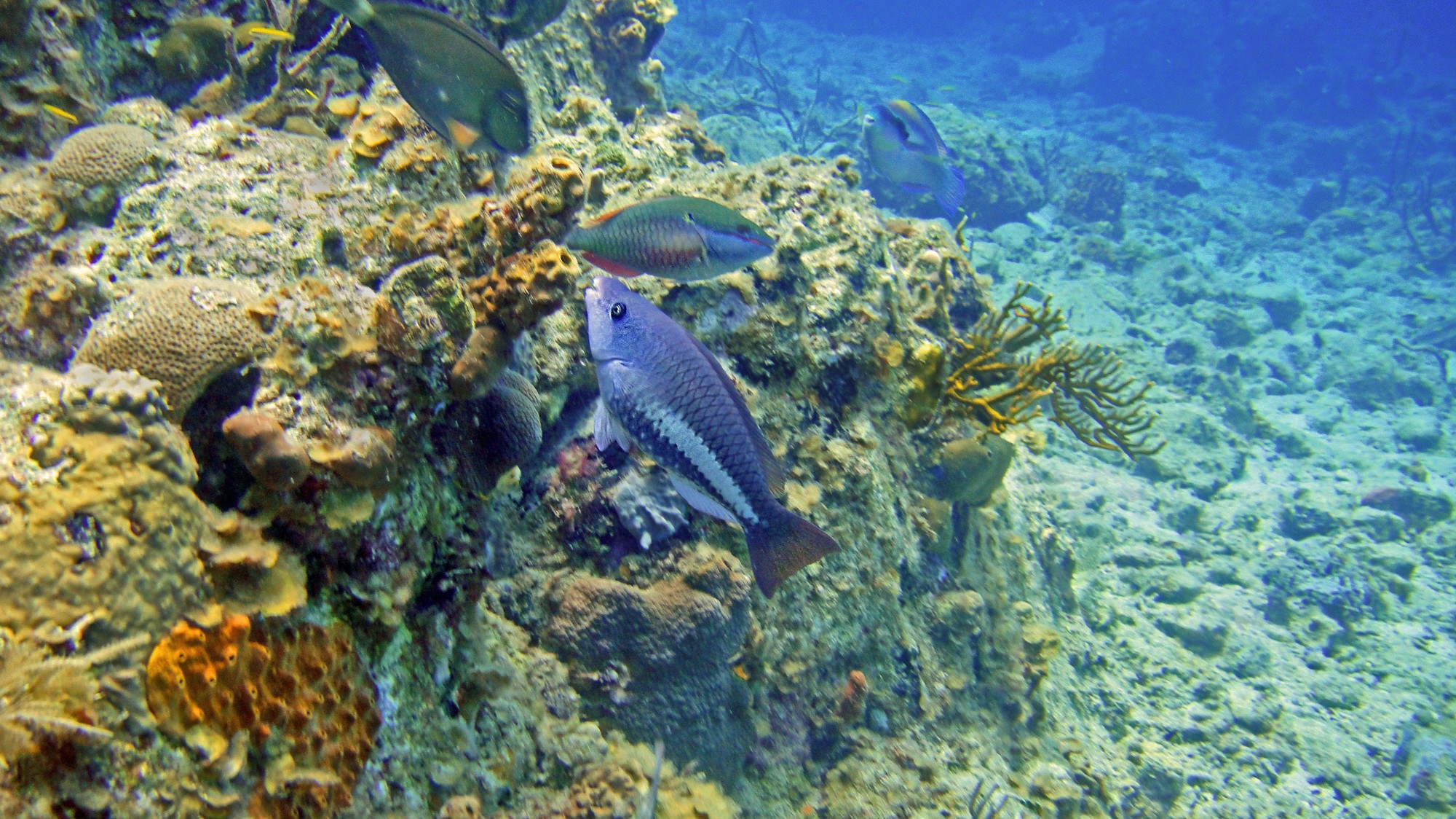 Tropical reef fish in clear ocean water — conservation encounter